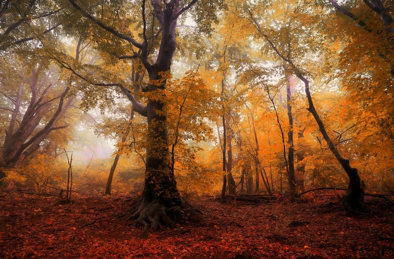 Seasonal Enchantments