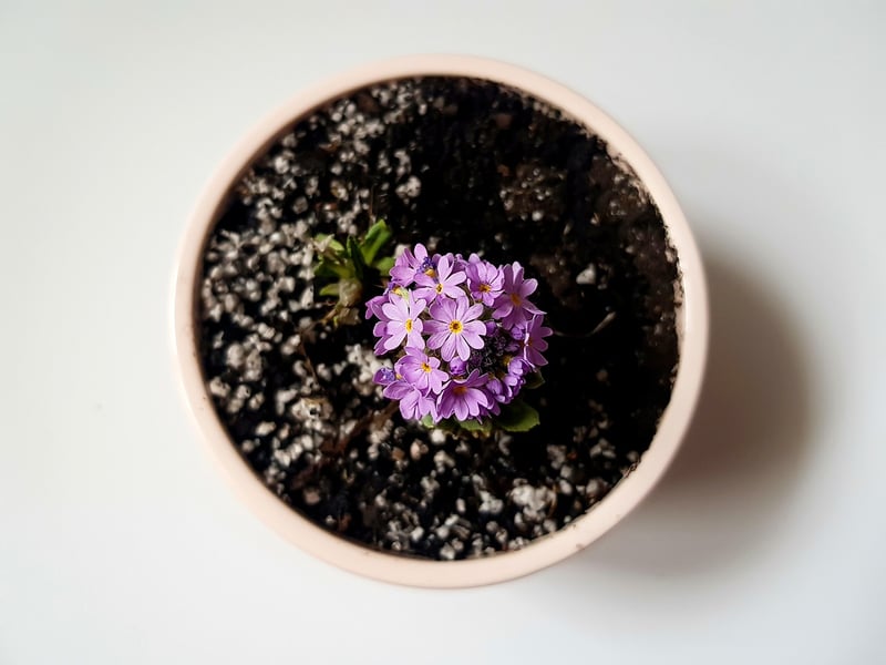 Plant Care